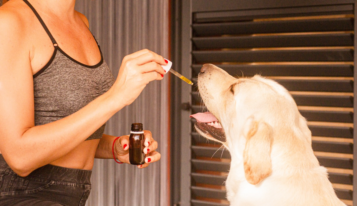 What Are the Benefits of CBD Oil for Pets?